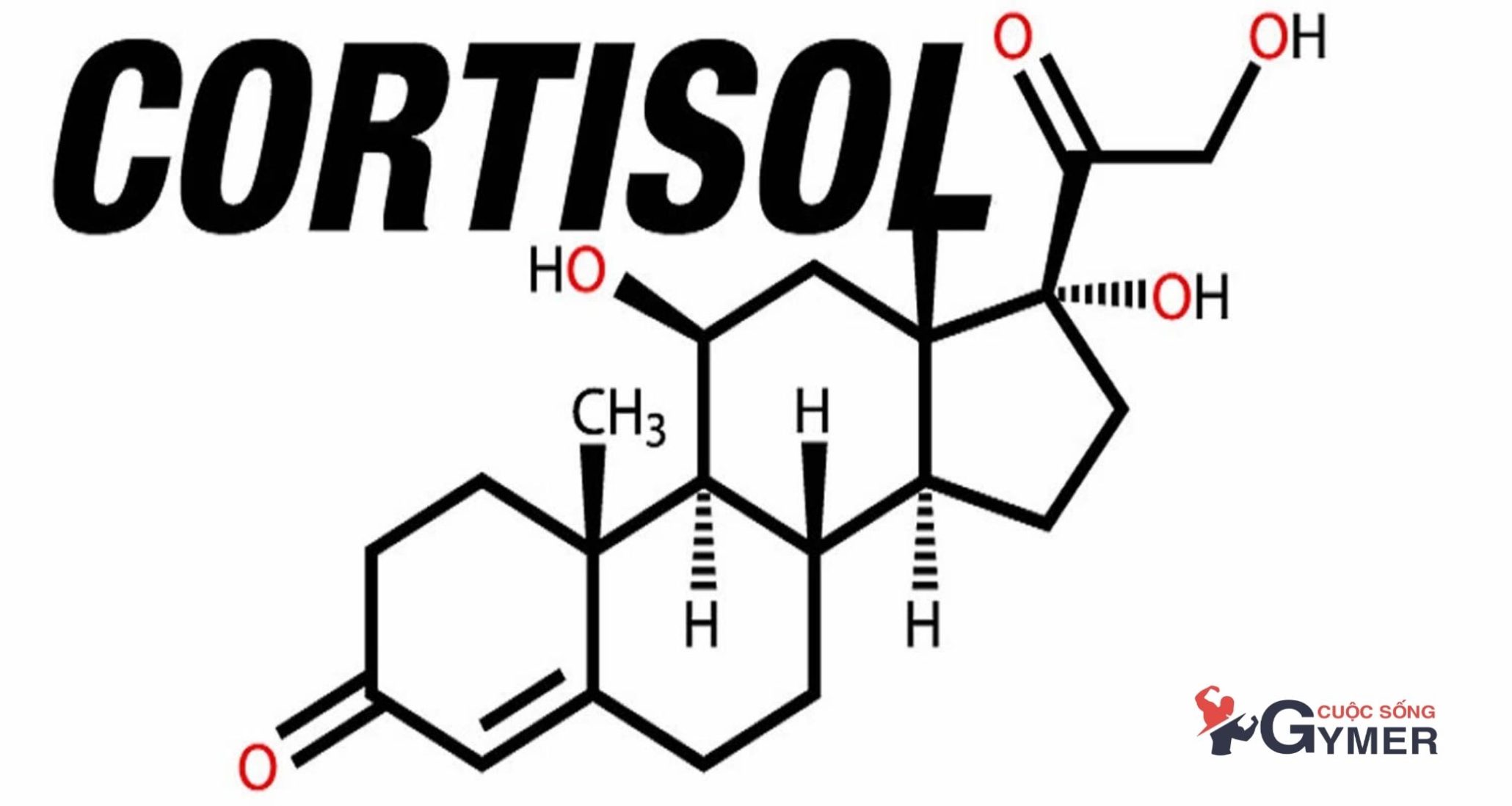 "Cortisol