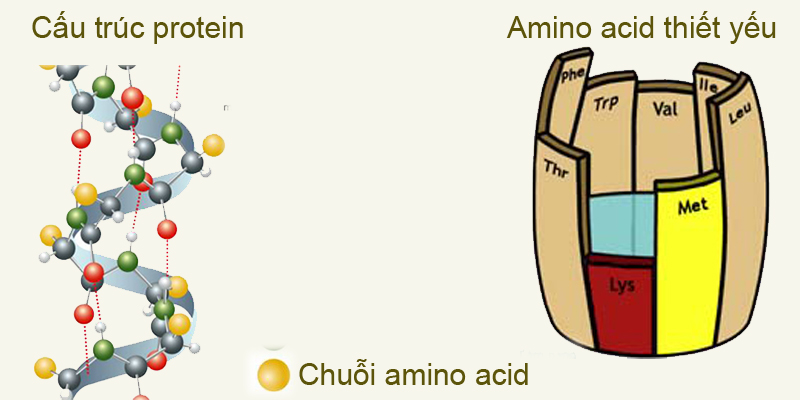 Những Amino Axit thiết yếu của cơ thể