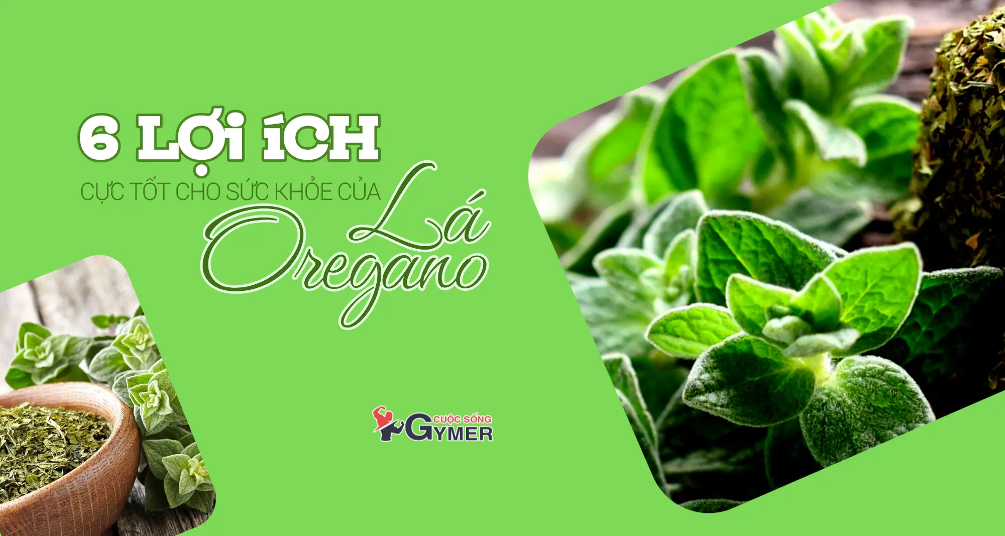 6 Lợi Ích Cực Tốt Cho Sức Khoẻ Của Lá Oregano [UPDATE 2024]