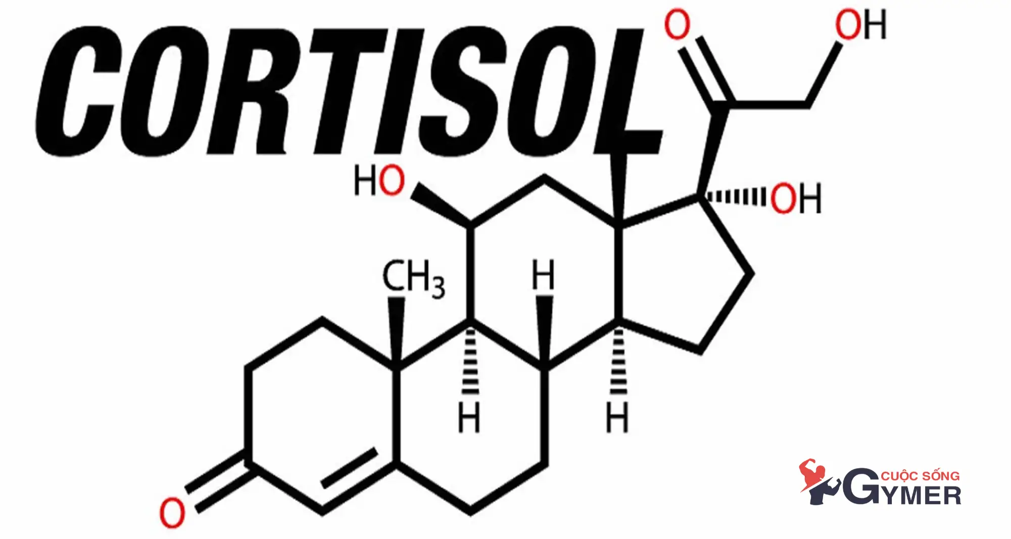 Cortisol Là Gì Và Có Tác Động Như Thế Nào Với Cơ Bắp? [UPDATE 2024]